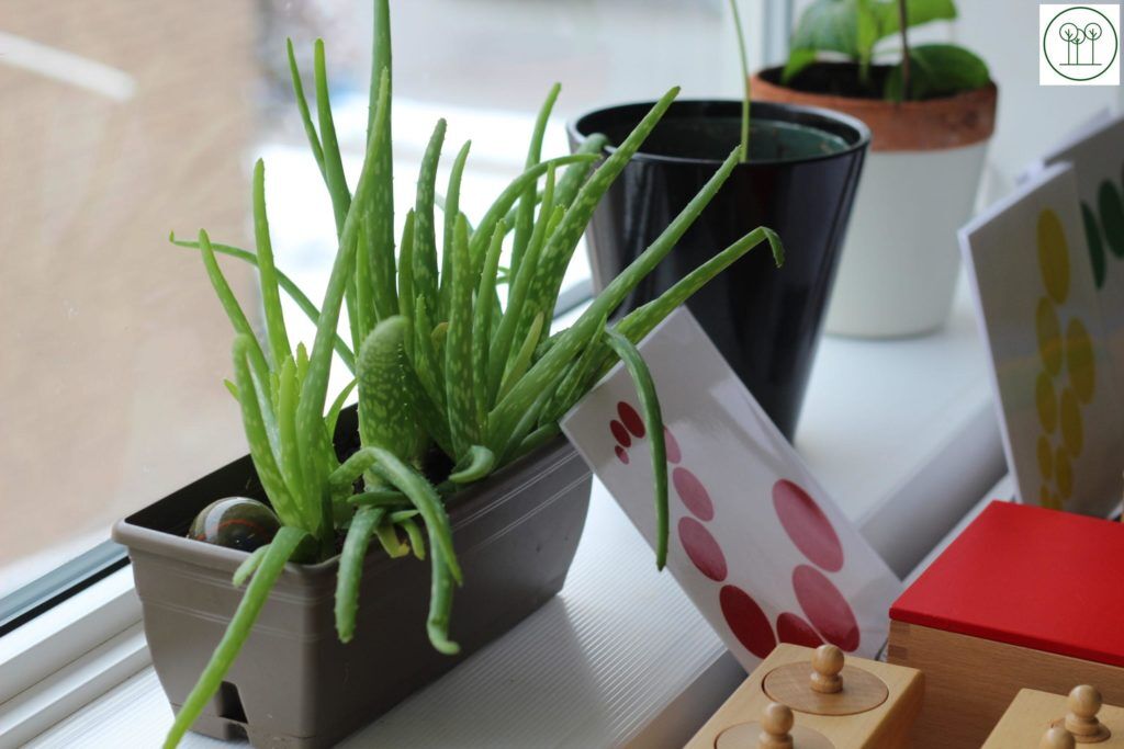 Plants on the Window Sill